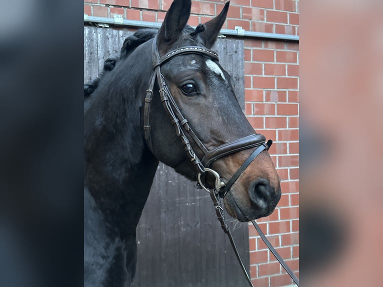 German Riding Pony Stallion 4 years Bay-Dark in Hamm