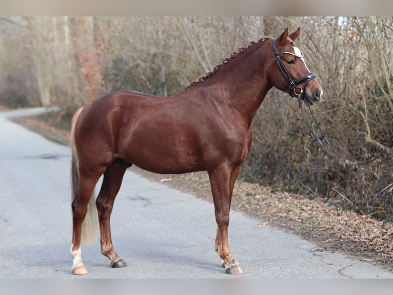 German Riding Pony Stallion 4 years Chestnut in Kiel