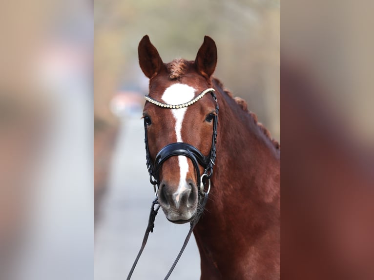 German Riding Pony Stallion 4 years Chestnut in Kiel