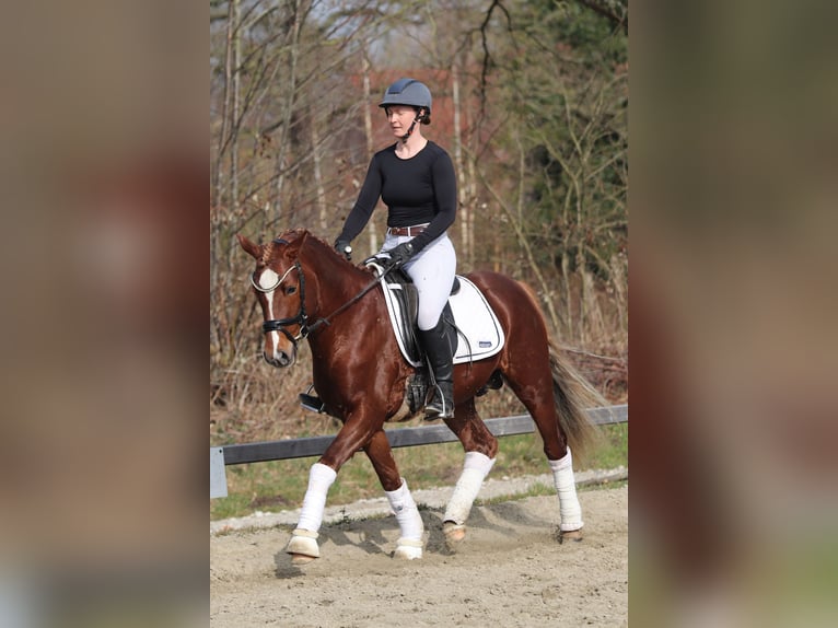 German Riding Pony Stallion 4 years Chestnut in Kiel