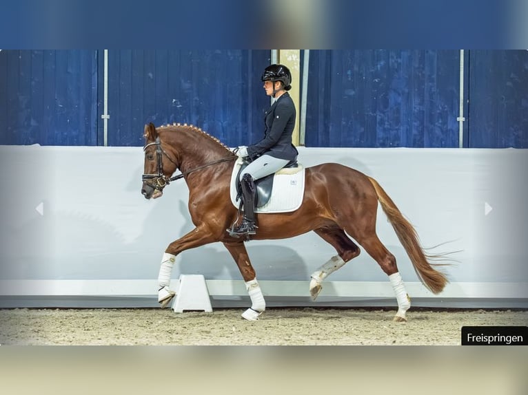 German Riding Pony Stallion 4 years Chestnut in Mönchengladbach