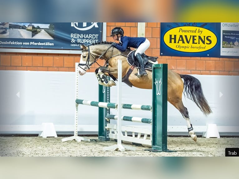 German Riding Pony Stallion 4 years Dun in Mönchengladbach