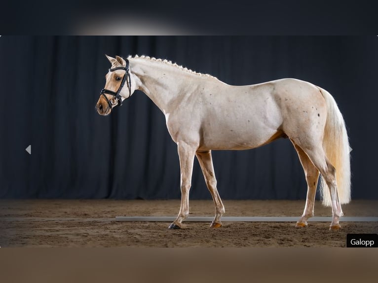 German Riding Pony Stallion 4 years Palomino in Mönchengladbach