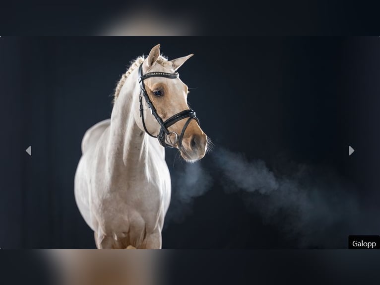 German Riding Pony Stallion 4 years Palomino in Mönchengladbach