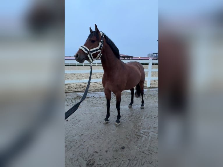 German Riding Pony Stallion 5 years 14.1 hh Brown in Feldkirch