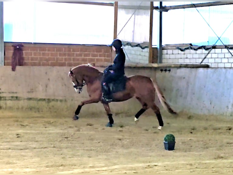 German Riding Pony Stallion 5 years 14,1 hh Chestnut-Red in Warendorf