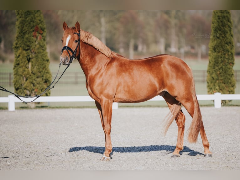 German Riding Pony Stallion 5 years 14,1 hh Chestnut-Red in Kerpen