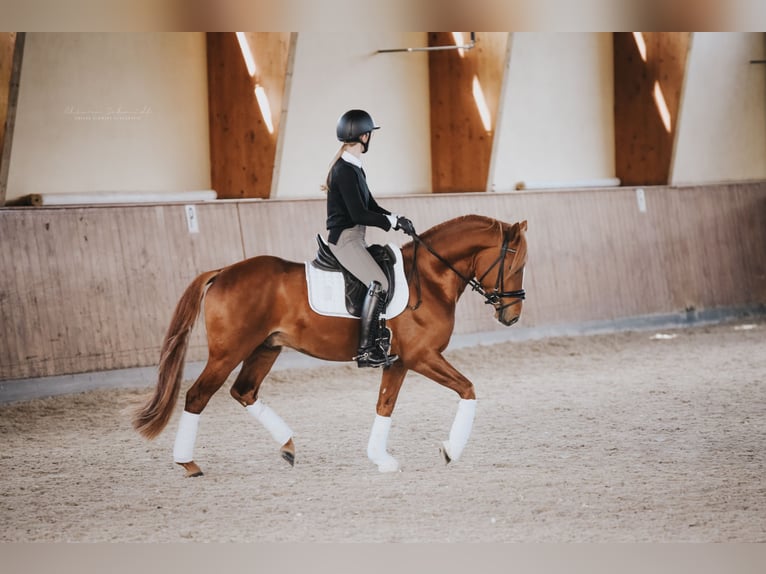 German Riding Pony Stallion 5 years 14,1 hh Chestnut-Red in Kerpen