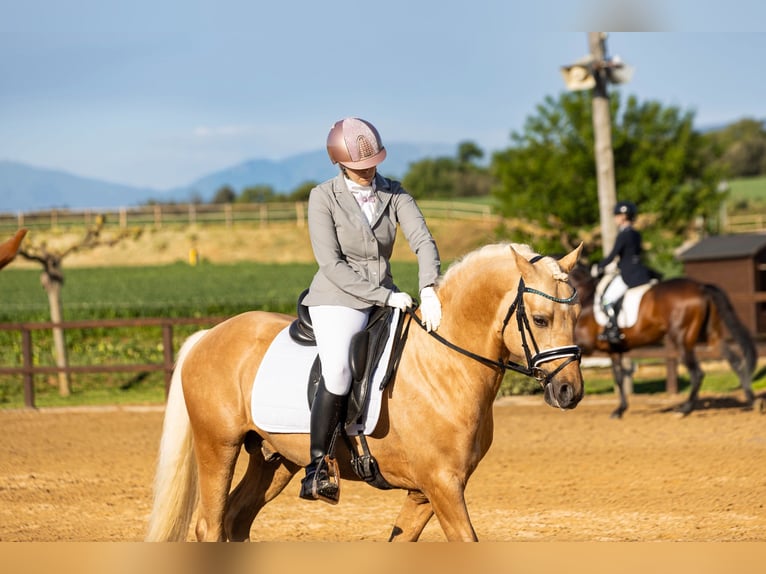German Riding Pony Stallion 5 years 14.1 hh Palomino in Cornellà del Terri