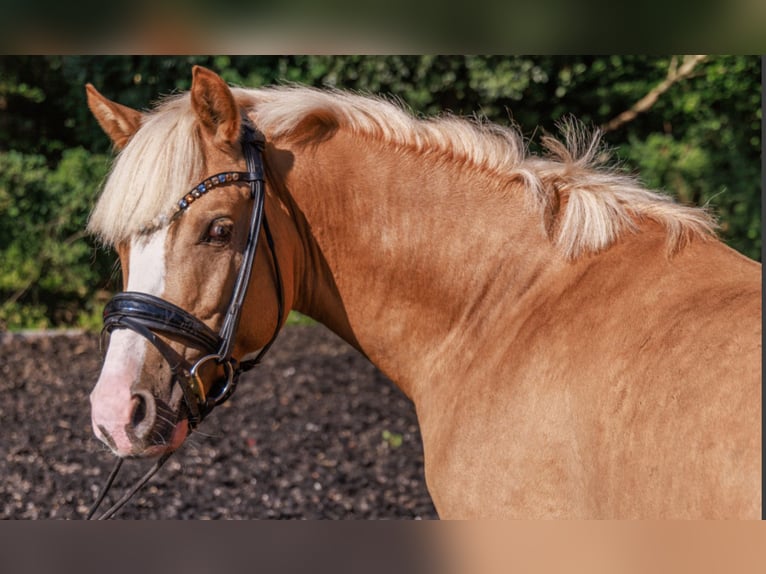 German Riding Pony Stallion 5 years 14.1 hh Palomino in Teltow