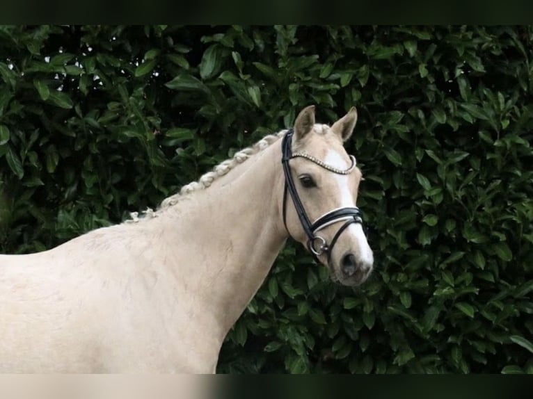 German Riding Pony Stallion 5 years 14.1 hh Palomino in Recke, bei Osnabrück