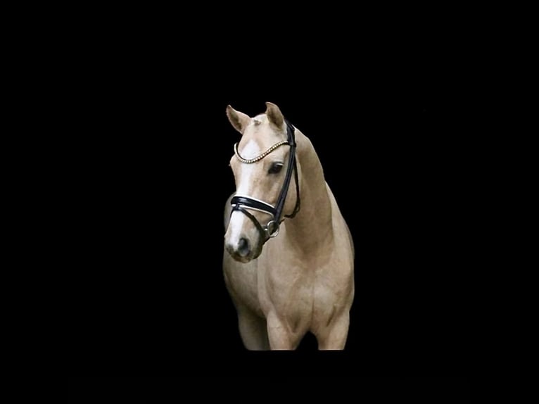 German Riding Pony Stallion 5 years 14.1 hh Palomino in Recke, bei Osnabrück