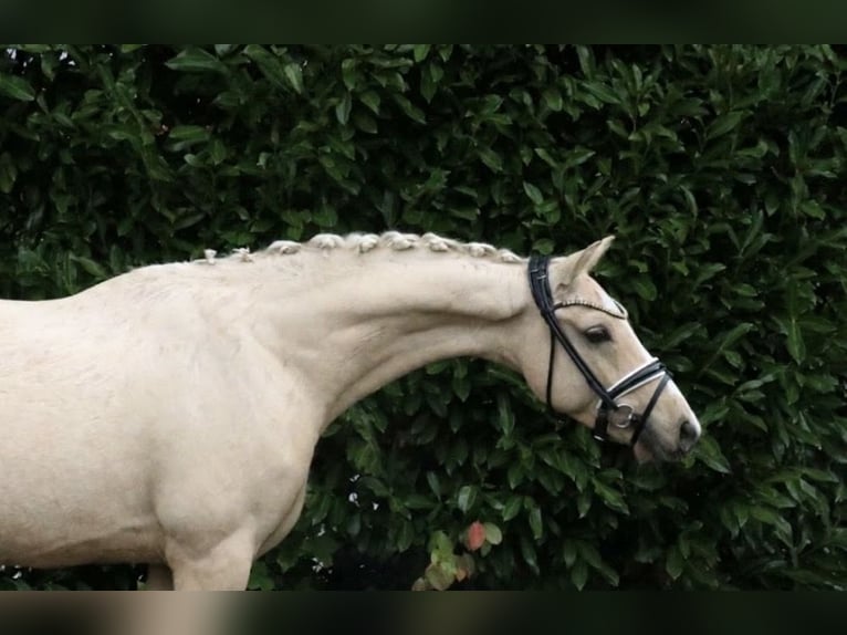 German Riding Pony Stallion 5 years 14.1 hh Palomino in Recke, bei Osnabrück