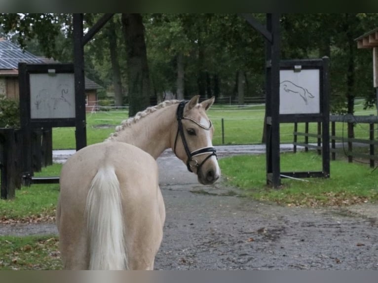 German Riding Pony Stallion 5 years 14.1 hh Palomino in Recke, bei Osnabrück