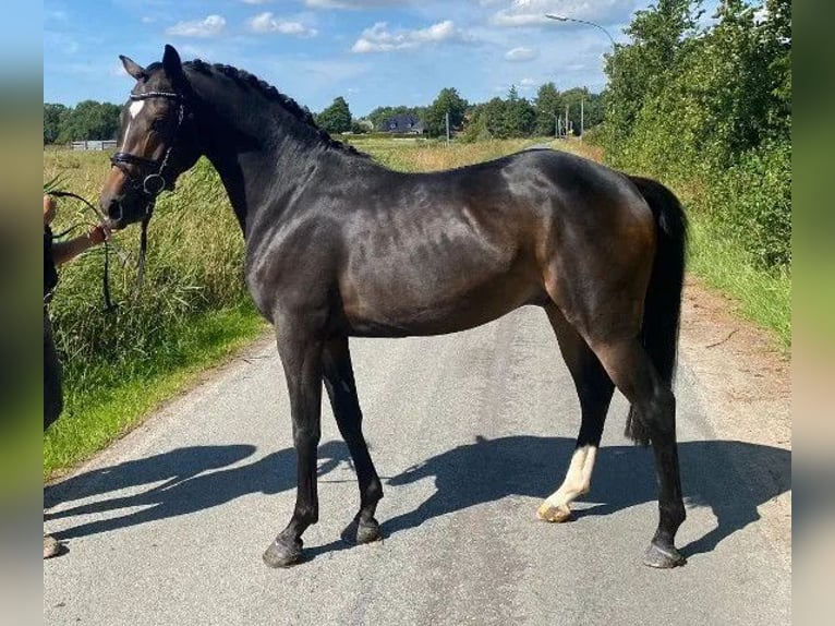German Riding Pony Stallion 5 years 14,1 hh Smoky-Black in Süderlügum