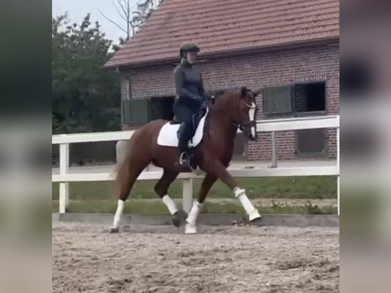 German Riding Pony Stallion 5 years 14.2 hh Chestnut-Red in Achim