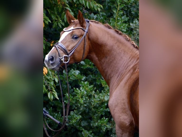 German Riding Pony Stallion 5 years 14.2 hh Chestnut-Red in Achim
