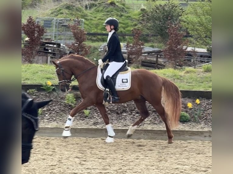 German Riding Pony Stallion 5 years 14.2 hh Chestnut-Red in Achim