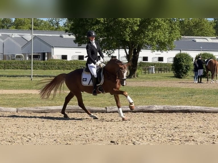 German Riding Pony Stallion 5 years 14.2 hh Chestnut-Red in Achim