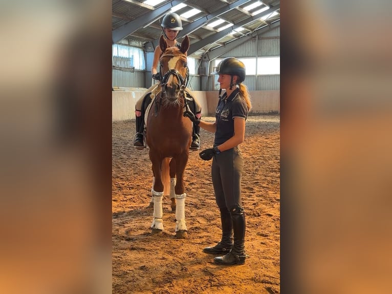 German Riding Pony Stallion 5 years 14.2 hh Chestnut-Red in Achim