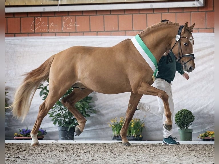 German Riding Pony Stallion 5 years 14,2 hh Dun in Vettweiß