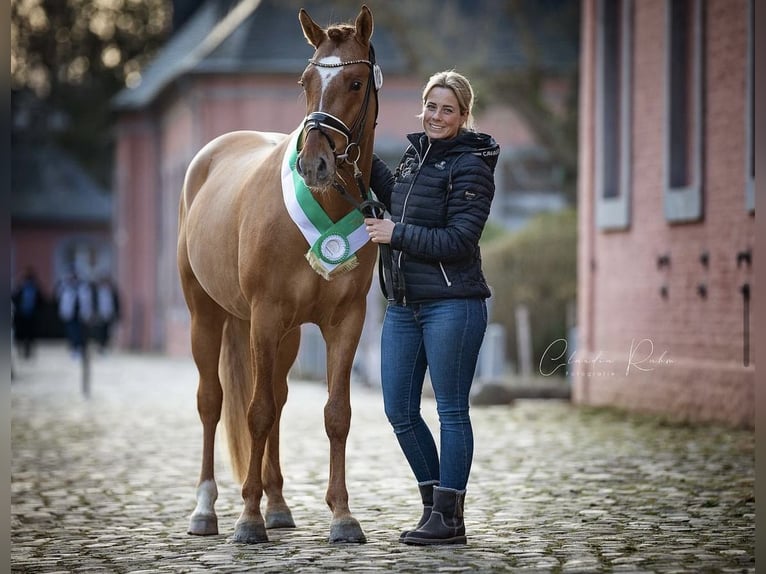 German Riding Pony Stallion 5 years 14,2 hh Dun in Vettweiß