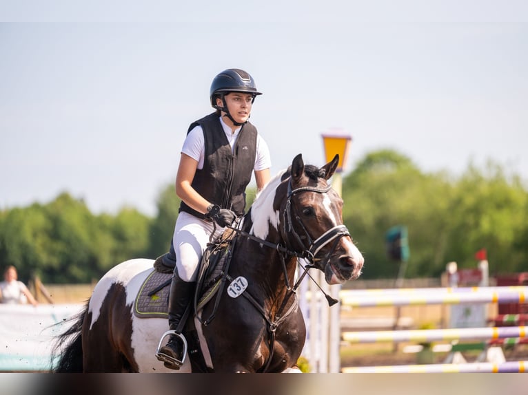 German Riding Pony Stallion 5 years 14.3 hh Pinto in Wiedenborstel