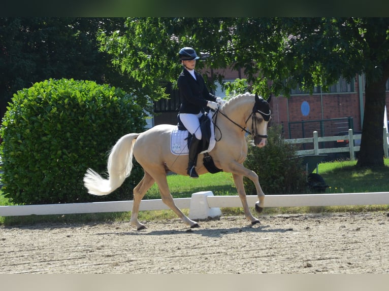 German Riding Pony Stallion 5 years 14,1 hh Palomino in Ahrensburg