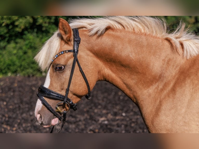 German Riding Pony Stallion 5 years 14,1 hh Palomino in Teltow