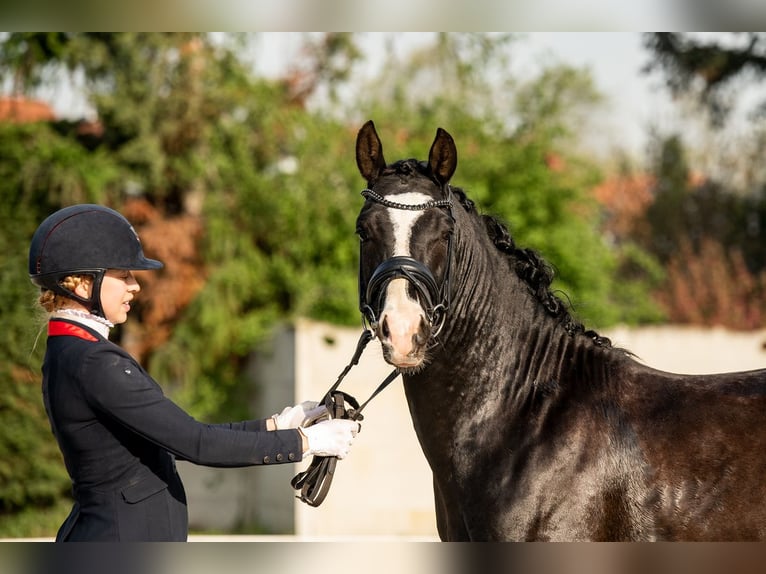 German Riding Pony Stallion 5 years 14,2 hh Black in TeltowTeltow