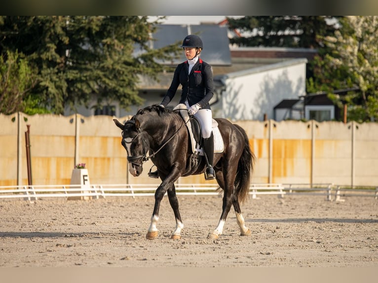 German Riding Pony Stallion 5 years 14,2 hh Black in TeltowTeltow