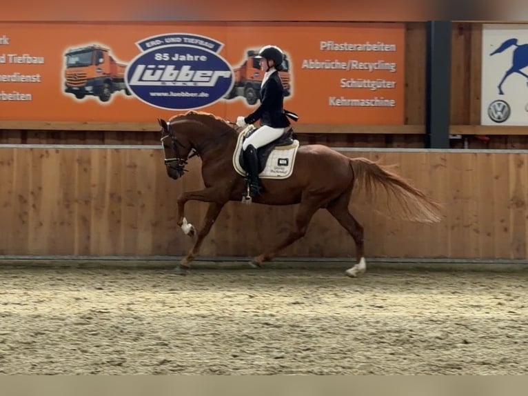 German Riding Pony Stallion 5 years 14,2 hh Chestnut-Red in Achim