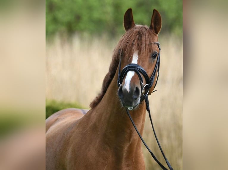 German Riding Pony Stallion 5 years 14,2 hh Red Dun in Haunetal