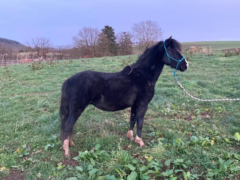 German Riding Pony Mix Stallion 6 years 12,2 hh Black in Dieblich