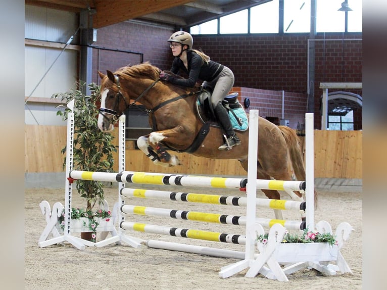 German Riding Pony Stallion 6 years 14,1 hh Chestnut-Red in Stuhr
