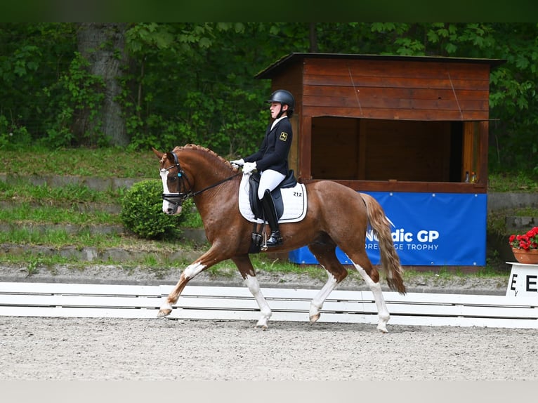 German Riding Pony Stallion 6 years 14,1 hh Chestnut-Red in Stuhr