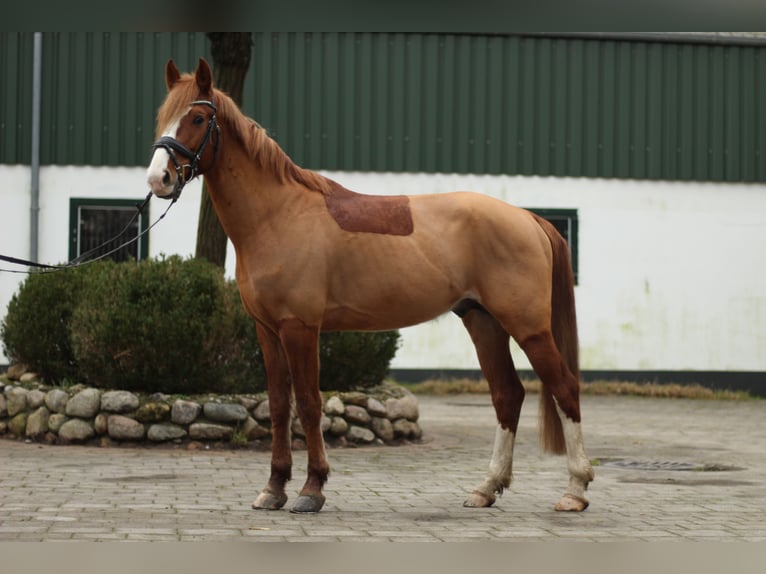German Riding Pony Stallion 6 years 14,1 hh Chestnut-Red in Hamburg Kirchwerder