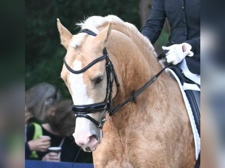 German Riding Pony Stallion 6 years 14,1 hh Palomino in Tönisvorst