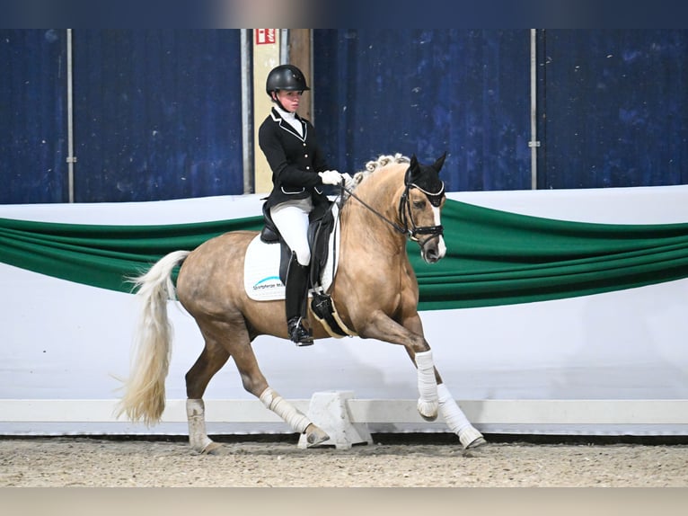 German Riding Pony Stallion 6 years 14,1 hh Palomino in Wetter (Ruhr)