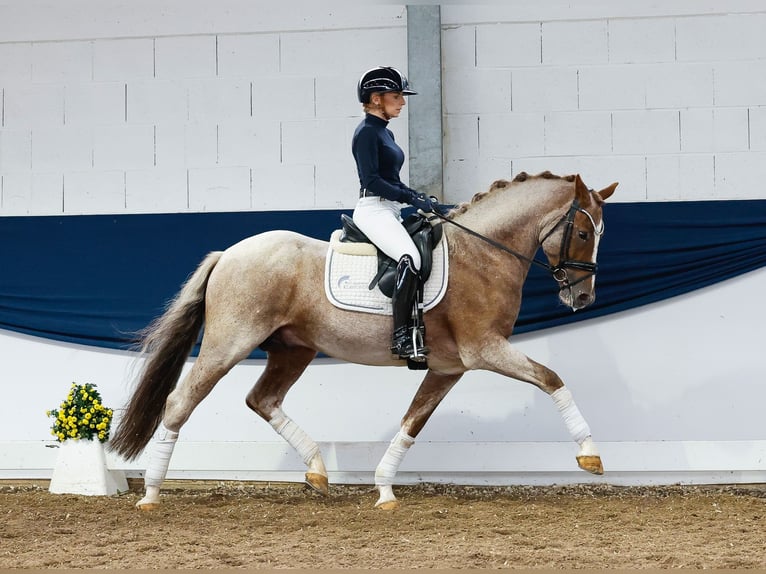 German Riding Pony Stallion 6 years 14,2 hh Gray-Red-Tan in Marsberg