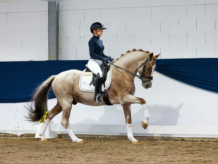 German Riding Pony Stallion 6 years 14,2 hh Gray-Red-Tan in Marsberg