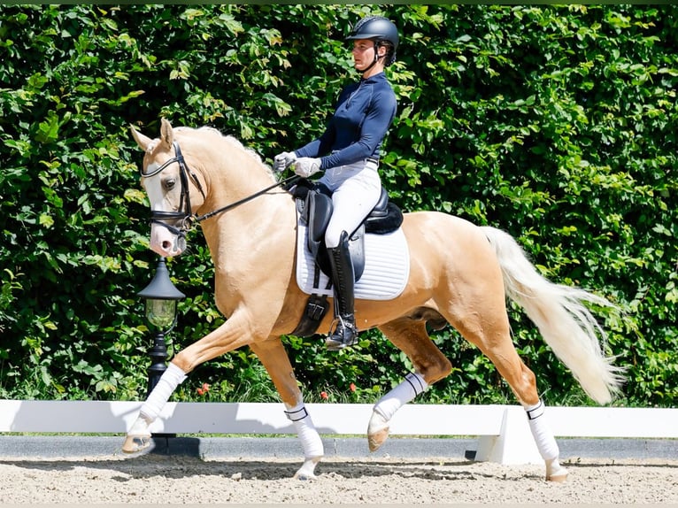 German Riding Pony Stallion 6 years 14.2 hh Palomino in Marsberg