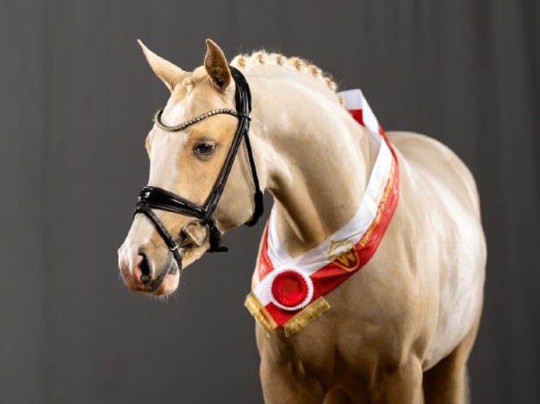 German Riding Pony Stallion 6 years 14.2 hh Palomino in Marsberg