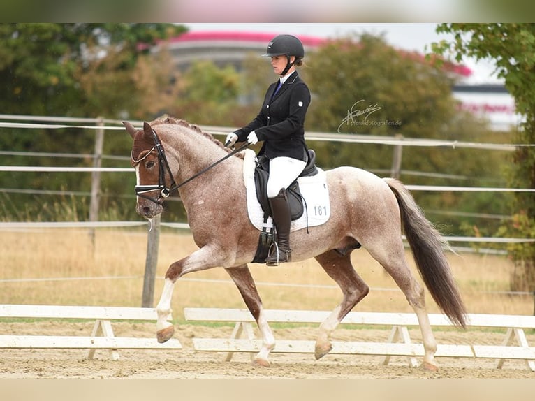 German Riding Pony Stallion 6 years 14,2 hh Roan-Red in Spall