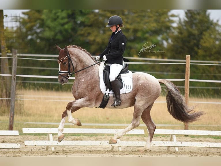 German Riding Pony Stallion 6 years 14,2 hh Roan-Red in Spall