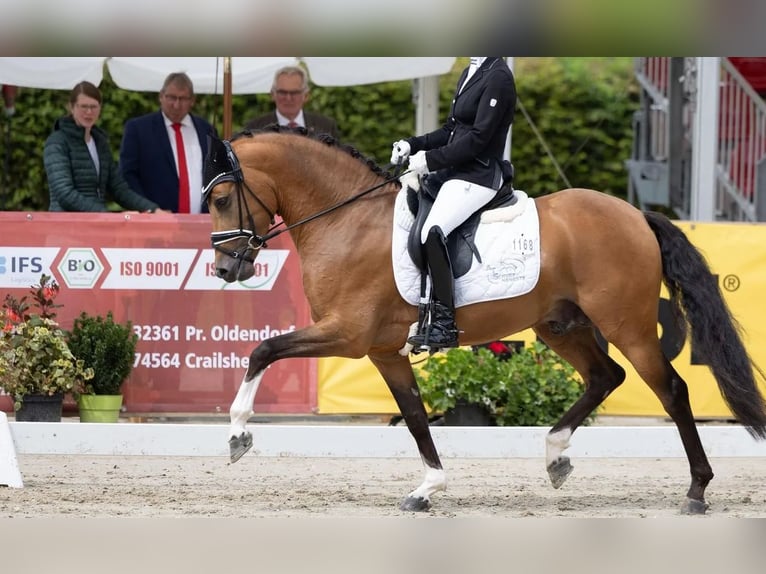 German Riding Pony Stallion 6 years 14,1 hh Brown in Rønde