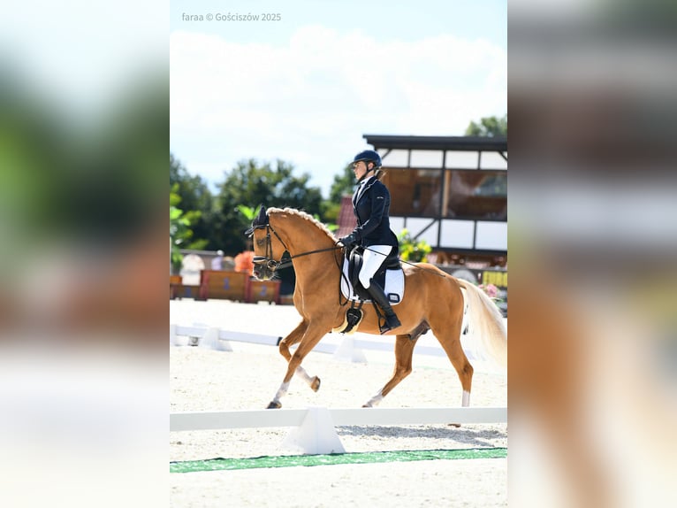 German Riding Pony Stallion 6 years 14,1 hh Palomino in Wa&#x142;brzych