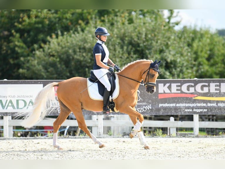 German Riding Pony Stallion 6 years 14,1 hh Palomino in Wa&#x142;brzych