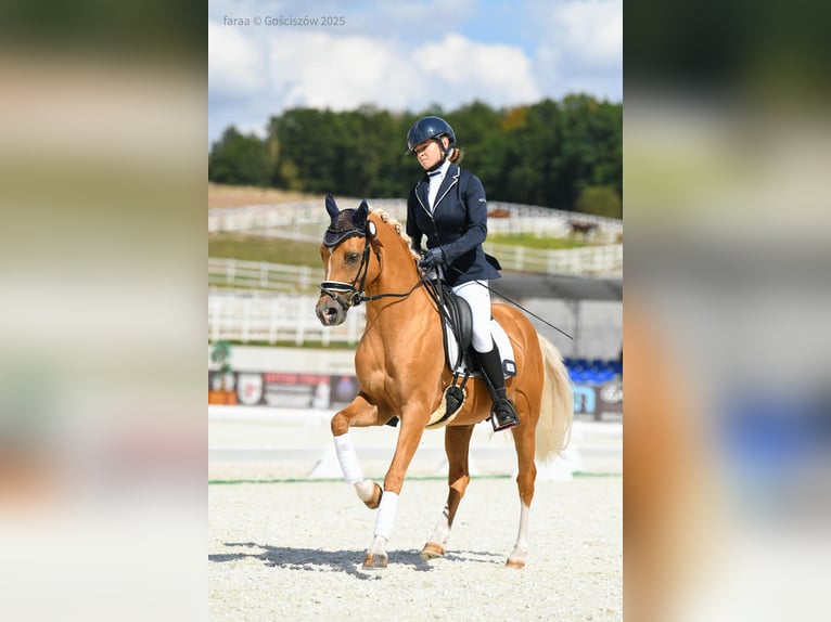 German Riding Pony Stallion 6 years 14,1 hh Palomino in Wa&#x142;brzych