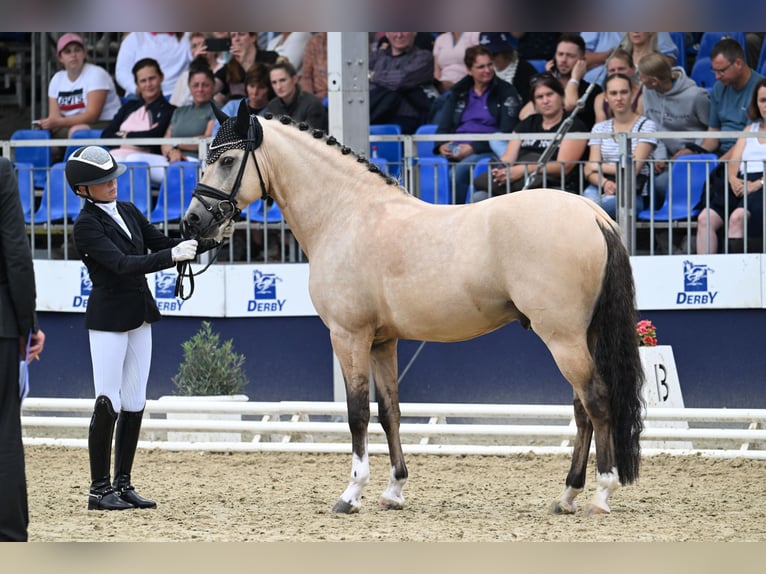 German Riding Pony Stallion 6 years 14,2 hh Buckskin in Vettweiß
